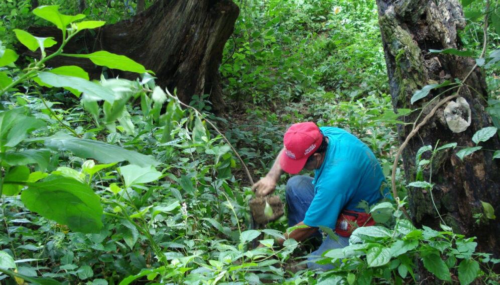 Hombre plantando arbol en la selva